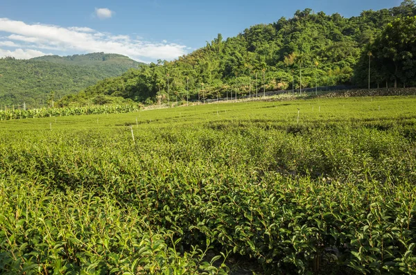 Зелений Чай Ферма Сільській Місцевості Краєвид Luye Тайвань — стокове фото