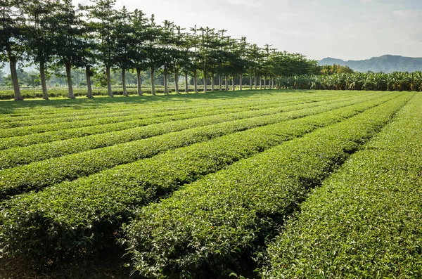 Zöld Tea Farm Táj Táj Luye Tajvan — Stock Fotó