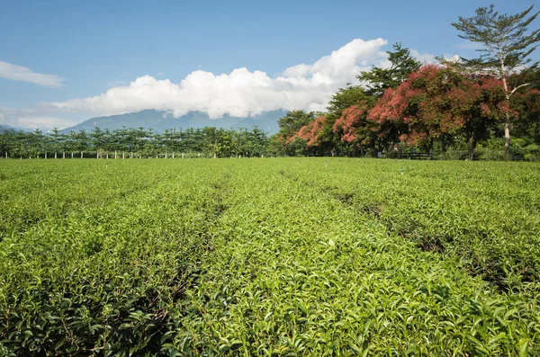 Zöld Tea Farm Táj Táj Luye Tajvan — Stock Fotó