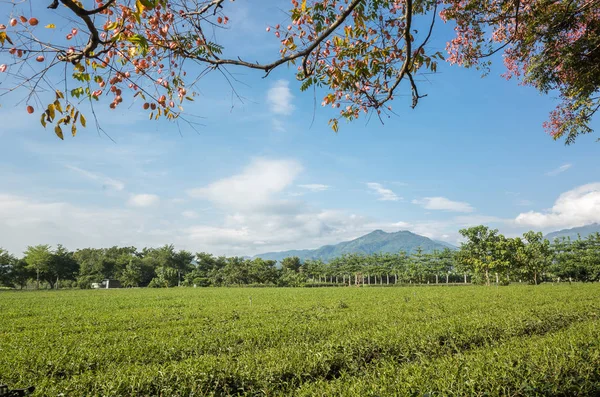 Granja Verde Campo Paisaje Luye Taiwán — Foto de Stock