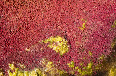 renkli kırmızı azolla, Wujie, Nantou, Tayvan, kış nehir yüzen