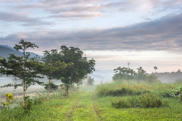 パスと霧の中の草地田園風景の景観 — ストック写真
