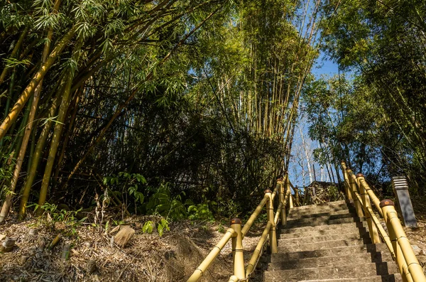 Landschap Van Bamboe Boom Met Trappen Aan Bos — Stockfoto