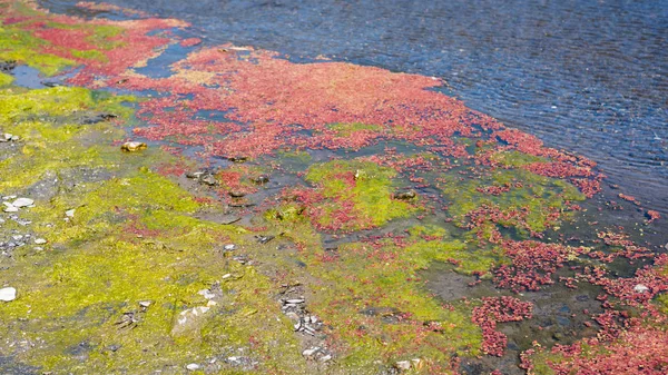 Красочный Красный Azolla Плавая Реки Зимой Вуцзе Наньтоу Тайвань — стоковое фото