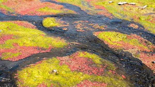 Красочный Красный Azolla Плавая Реки Зимой Вуцзе Наньтоу Тайвань — стоковое фото