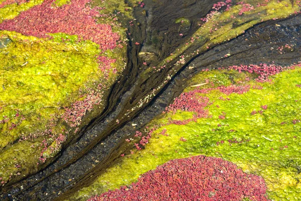 Azolla Vermelha Colorida Flutuando Rio Inverno Wujie Nantou Taiwan — Fotografia de Stock