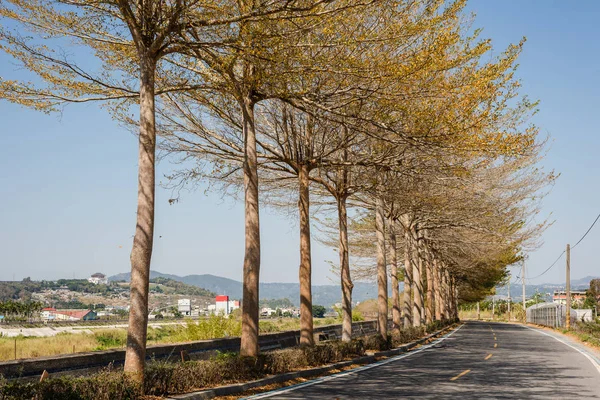 Gelber Goldener Baum Steht Frühling Der Straße — Stockfoto