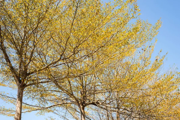 Gouden Bladeren Tegen Blauwe Hemel Overdag — Stockfoto