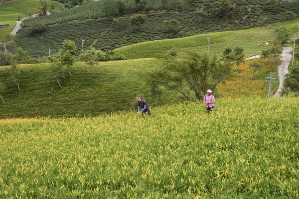 台湾花蓮のタイガーリリー ファームの丘で台東市 2018 農民労働者 — ストック写真