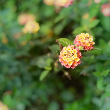 doğa çiçek arka plan