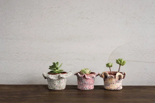 Green cactus pot — Stock Photo, Image