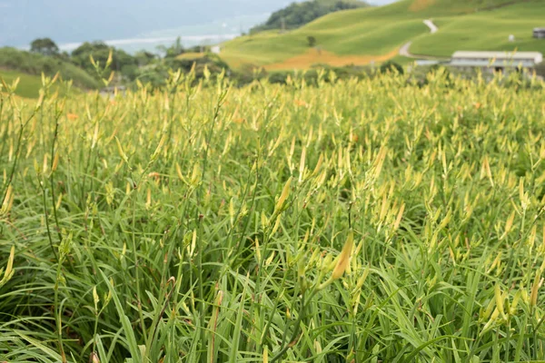 Landscape of tiger lily — Stock Photo, Image