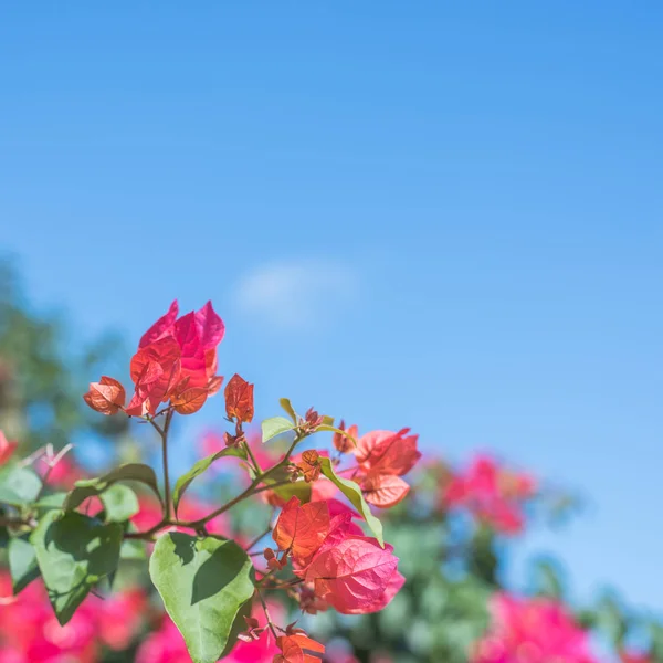 Flores vermelhas de buganvília — Fotografia de Stock