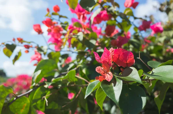 Flores vermelhas de buganvília — Fotografia de Stock