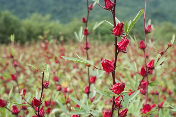 Roselle czerwone kwiaty — Zdjęcie stockowe