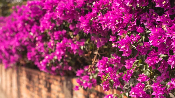 보라색 부겐빌레아 꽃 — 스톡 사진