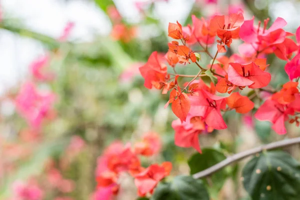 Roxo flores bougainvillea — Fotografia de Stock