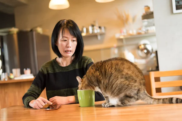 Katten dricka vatten — Stockfoto