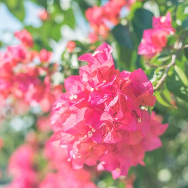 Kırmızı bougainvillea çiçek