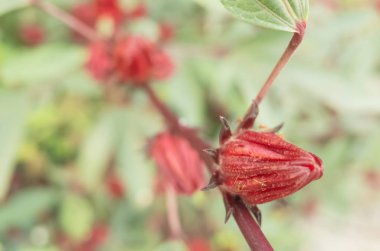 Kırmızı roselle çiçekler