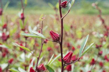 Kırmızı roselle çiçekler