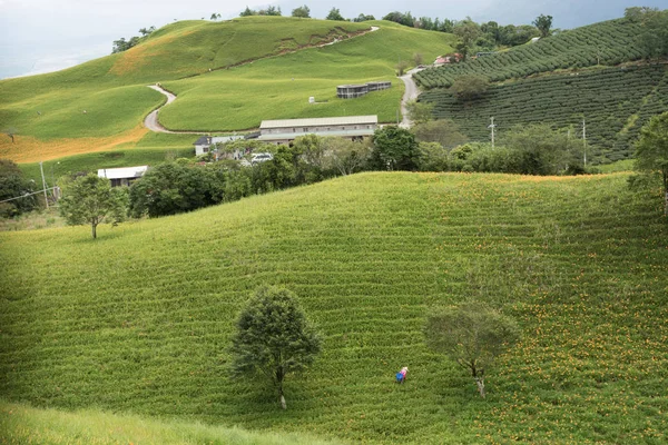 Granja de lirio tigre con agricultor — Foto de Stock