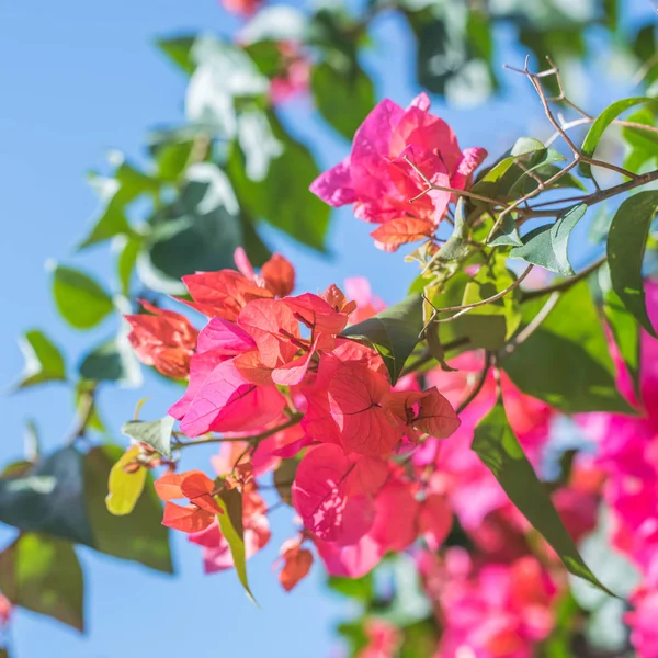 Flores vermelhas de buganvília — Fotografia de Stock