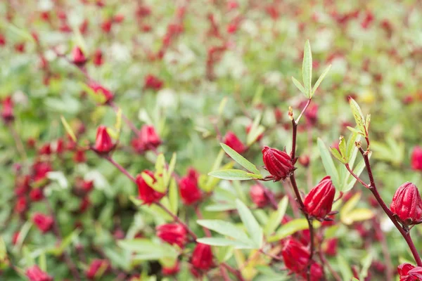 Rosela flores vermelhas — Fotografia de Stock