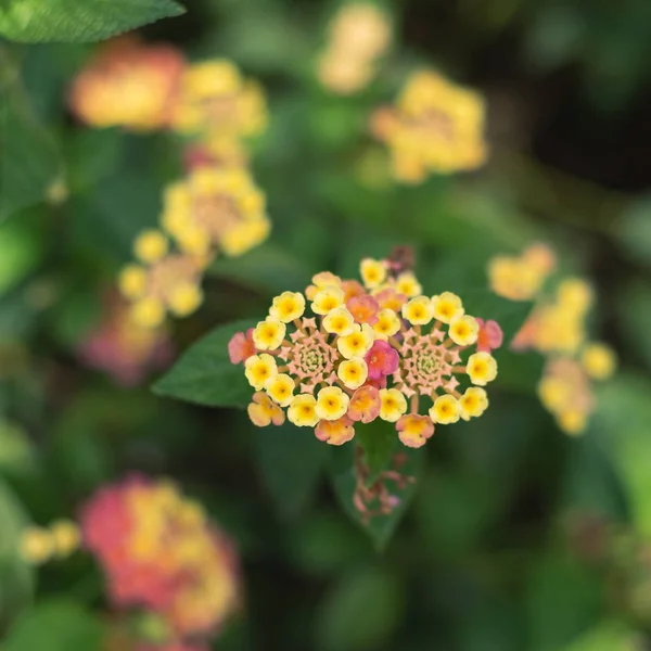 Natur Blumen Hintergrund — Stockfoto