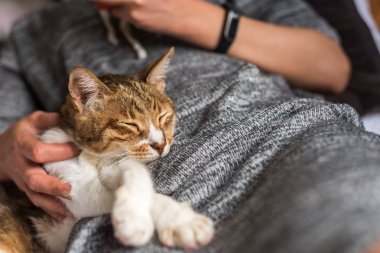 tekir kedi uyku