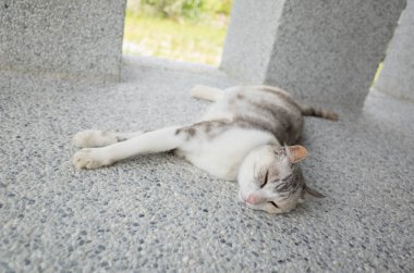 kedi uyku yere