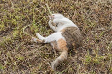 bir çim sopa oyun kedi