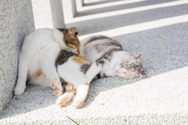 kedi temiz ve yıkama