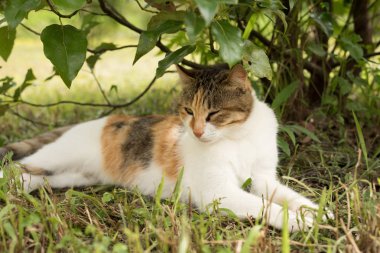 kedi uyku ağacının altında