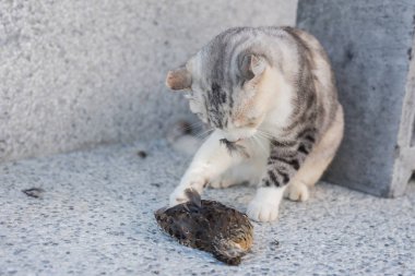 kedi yakalama ve avcılık
