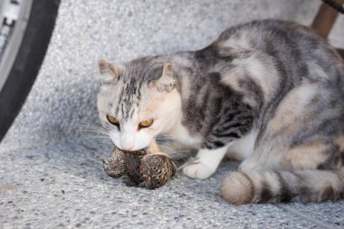 kedi yakalama ve avcılık