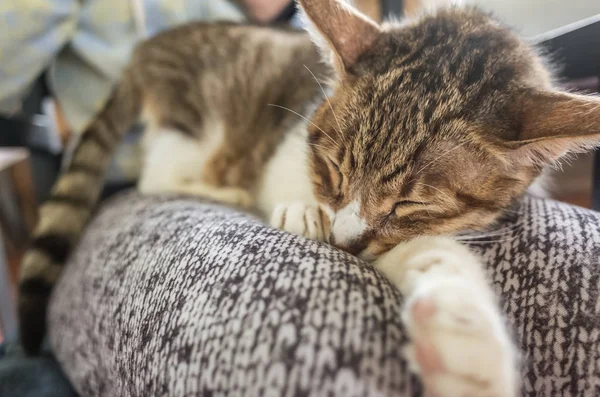 Кошки спят дома — стоковое фото