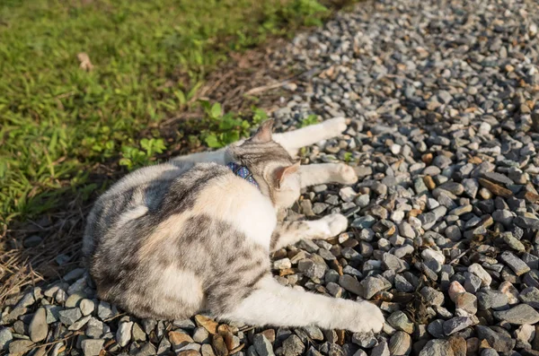Мало свербіж кішка — стокове фото