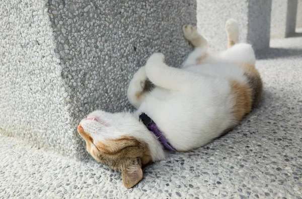 Funny cat sleep — Stock Photo, Image