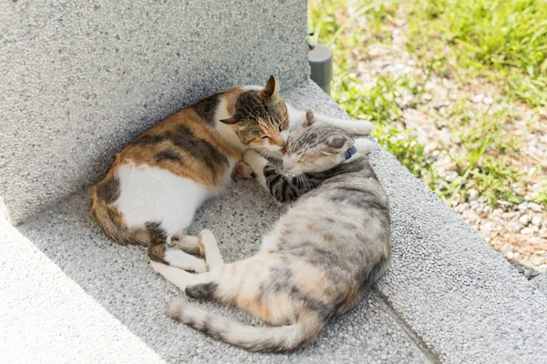Gatto leccare sua madre — Foto Stock