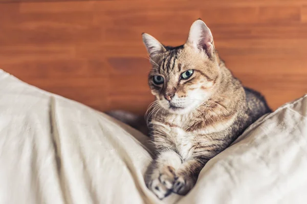 Gato tabby engraçado — Fotografia de Stock