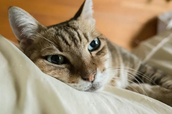 Legrační mourovatá kočka — Stock fotografie