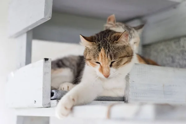 Gato lamer su familia — Foto de Stock