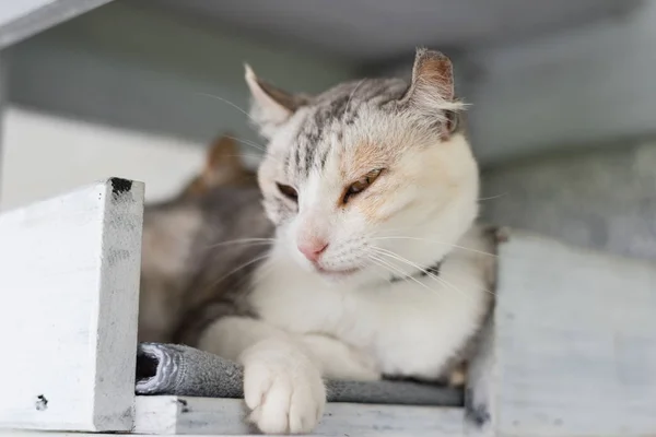 Annoyed Cat Stock Photos Royalty Free Annoyed Cat Images