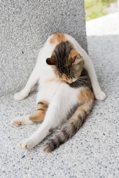 Pequena lavagem de gato — Fotografia de Stock