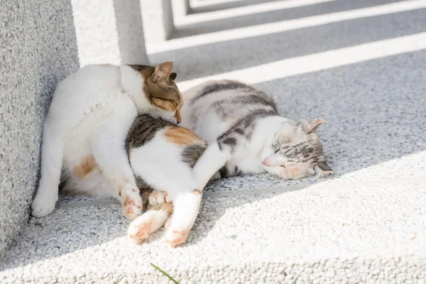 Кошка чистить и мыть — стоковое фото