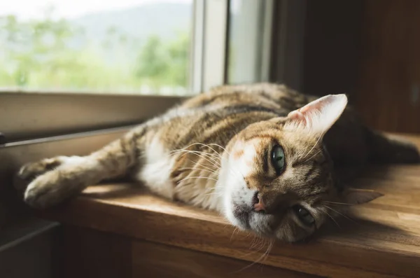 Lat katt som sover — Stockfoto