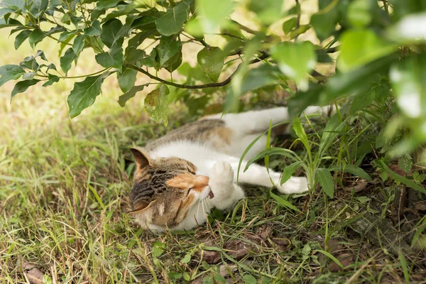 Gato dormir debaixo da árvore — Fotografia de Stock