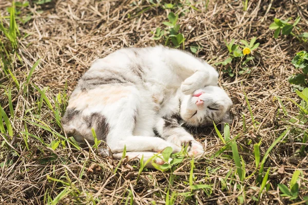 초원에 고양이 잠 — 스톡 사진