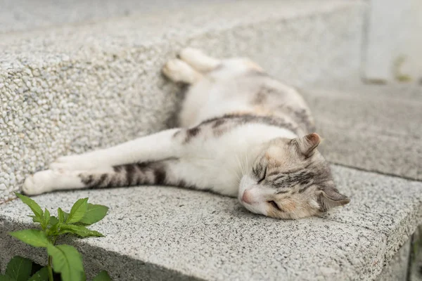 Kat sluimeren en slaap — Stockfoto